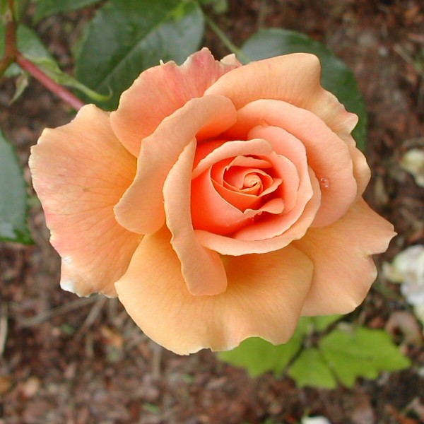 (Photo of a rose)